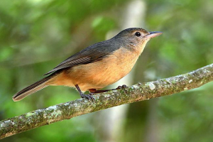 Trujące gatunki ptaków: tytuły, cechy i zdjęcia