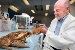 Trujące płazy Trujące płazy