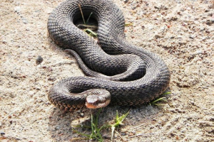 Trujące węże rosji Trujące węże rosji