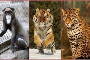 Jaguar, marty i tygrys z zoo nowosybirska opuścili dom w poszukiwaniu drugiej połowy Jaguar, marty i tygrys z zoo nowosybirska opuścili dom w poszukiwaniu drugiej połowy