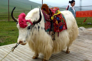 Yak - grunting bull Yak - grunting bull