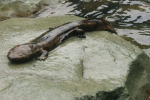 Japoński giant salamande Japoński giant salamande