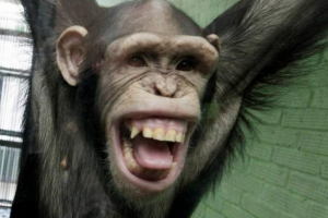 Japońscy naukowcy: szympanse pamiętają straszne sceny z filmów