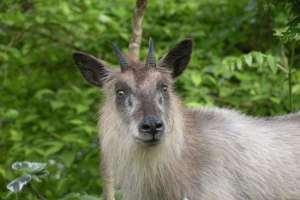Japoński serow - niezwykła koza