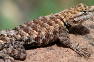 Pas jaszczurki: zdjęcie, wideo