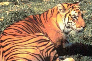 Yavansky tiger - zniszczony lub przeżyjący podgatunki?