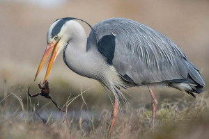 Czy czapla jest ptakiem wędrownym?