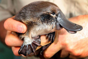 Jest ssakiem światła? Jest ssakiem światła?