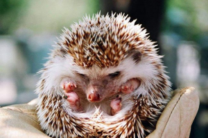 Etiopski hektar Etiopski hektar