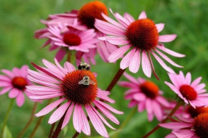 Echinacea