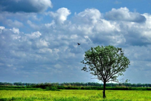 Ekologia - definicja, koncepcje i typy