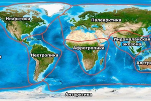 Ekozony, królestwa lub strefy biogeograficzne ziemi
