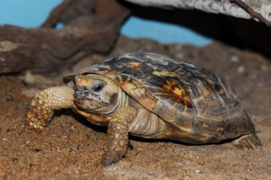 Elastyczne żółwie - żółwie z miękką skorupą Elastyczne żółwie - żółwie z miękką skorupą