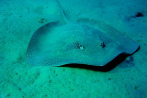 Elektryczna stingray Elektryczna stingray