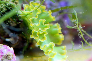 Elysia kudryavaya: opis brojonogo mollusk, zdjęcie