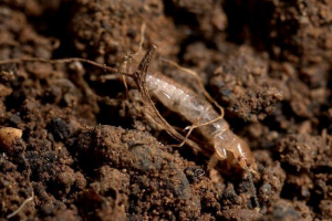 Embaya - prawdziwy owad Embaya - prawdziwy owad