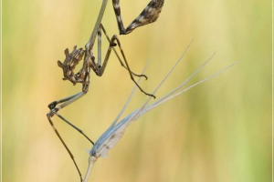 Paski empeus - fierce malowane owada