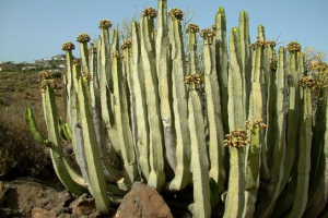 Afryka endemiczna Afryka endemiczna