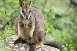 Wallaby