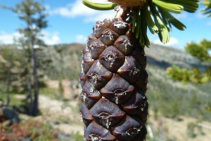 Endemika ameryki południowej Endemika ameryki południowej