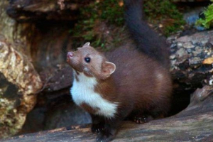 Endemics crimea Endemics crimea