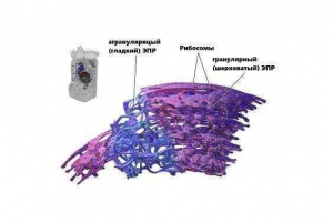 Endoplazmic reticulum: struktura, typy i funkcje