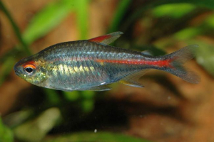 Erytrosonus - ryby akwariowe od gujany