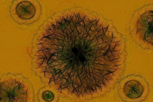 Etapy i mechanizm procesu zakażenia i reprodukcji wirusów Etapy i mechanizm procesu zakażenia i reprodukcji wirusów