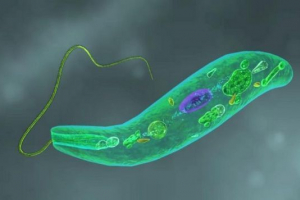 Evglen green Evglen green