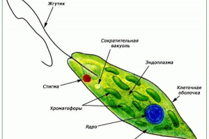 Evglen green. Opis, funkcje, budowanie i reprodukcja evglen green Evglen green. Opis, funkcje, budowanie i reprodukcja evglen green