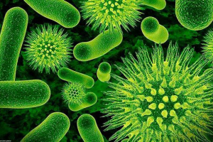 Rozwój ewolucji i wirusów Rozwój ewolucji i wirusów