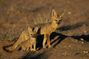 Południowoafrykański (silver) lizer