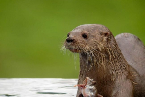 Południowoamerykańska wydra - rzadki widok Południowoamerykańska wydra - rzadki widok