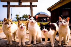 Jakie marzenia o wielu kotach: interpretacja marzeń