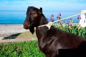 Obama skarżył się na timur i amuru Obama skarżył się na timur i amuru