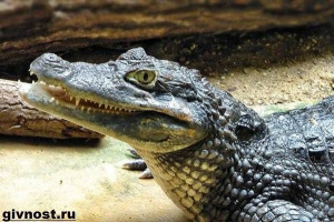 Cayman crocodile. Styl życia i siedlisko cayman Cayman crocodile. Styl życia i siedlisko cayman