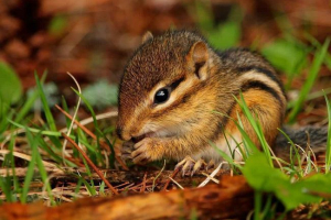 Podobnie jak chipmunks zapisane lasy? Podobnie jak chipmunks zapisane lasy?