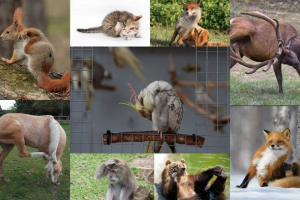 Jak zwierzęta są porysowane: śmieszne ramki Jak zwierzęta są porysowane: śmieszne ramki