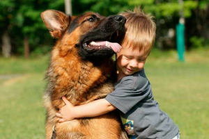 Jak długo żyją owczarki niemieckie?