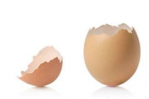 Jak wyklują się kurczaki z jaja? Jak wyklują się kurczaki z jaja?