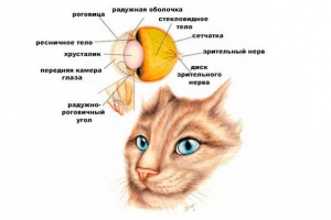 Jak koty widzą świat?