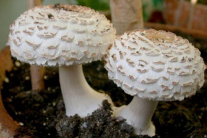 Jak jedzą grzyby Jak jedzą grzyby