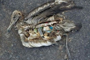 Jako plastikowe ptaki zabija: talking zdjęcie chris jordana