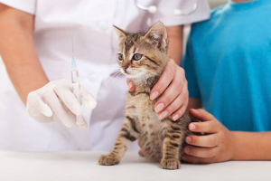 Jak chumka manifestuje się na kotach i jak go traktować? Jak chumka manifestuje się na kotach i jak go traktować?