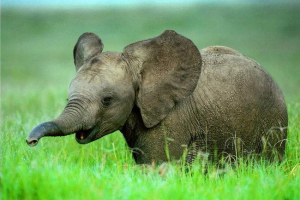 Jak zwierzęta rozmawiają ze sobą