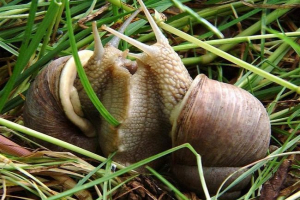 Jak pomnóż ślimaki lądowe? Jak pomnóż ślimaki lądowe?
