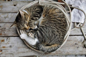 Jak śpią zwierzęta?