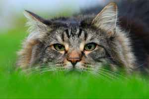 Co wyglądają norweskie koty leśne i jak dbać o nich? Co wyglądają norweskie koty leśne i jak dbać o nich?