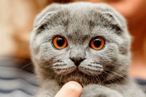 Jak wyglądają koty szkockie i jak dbać o nich? Jak wyglądają koty szkockie i jak dbać o nich?