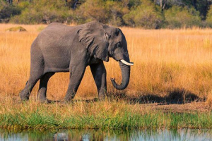 Co wyglądają słonie jak różne rasy i ich siedlisko Co wyglądają słonie jak różne rasy i ich siedlisko